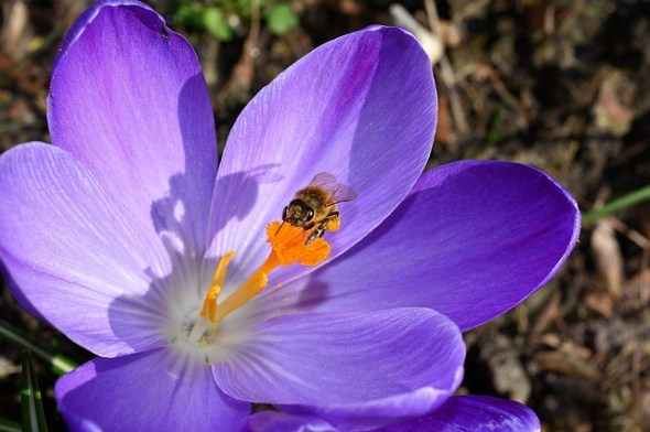crocus-279574_640