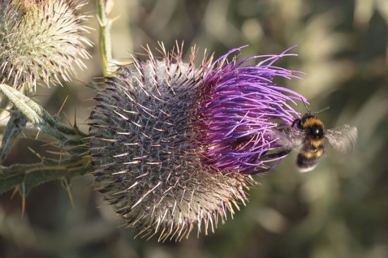 thistle-pixabay887214_640