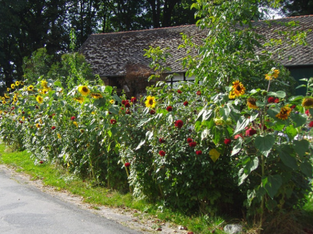 bauerngarten_sonnenblumen
