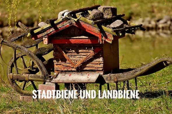 stadtbienen