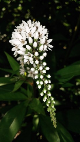 white-veronica_picata